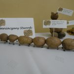 Obejrzyj galerię zdjęć: Gminne Święto Jesieni 2013