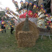 Zobacz w powiększeniu: Dożynki Gminne 2014 (6)