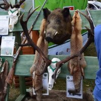 Zobacz w powiększeniu: Dożynki Gminne 2019 (73)