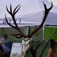 Zobacz w powiększeniu: Dożynki Gminne 2019 (74)